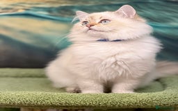 British Shorthair cats for sale: British longhair Golden point TICA active  - Image 4