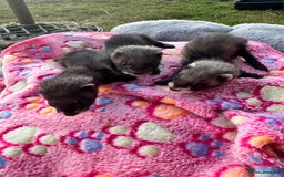 Ferret rodents for sale: Beautiful black ferret kits  - Image 4