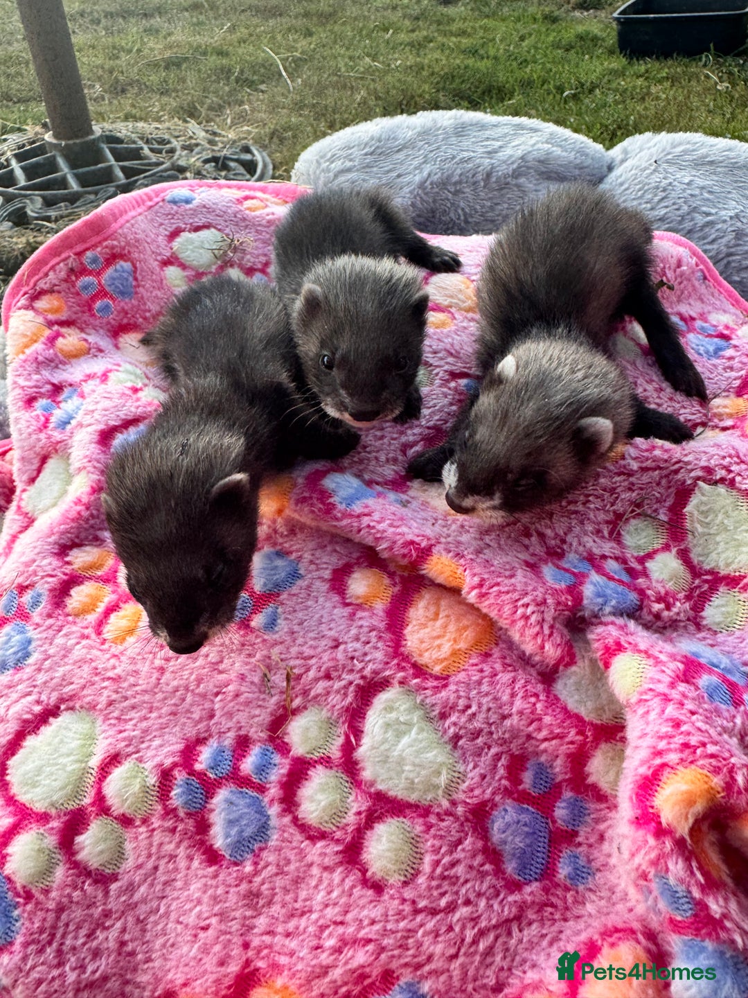 Ferret rodents for sale: Beautiful black ferret kits  - Image 4