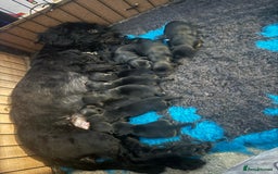 Yorkiepoo dogs for sale: Yorkiepoo puppies - Advert 1