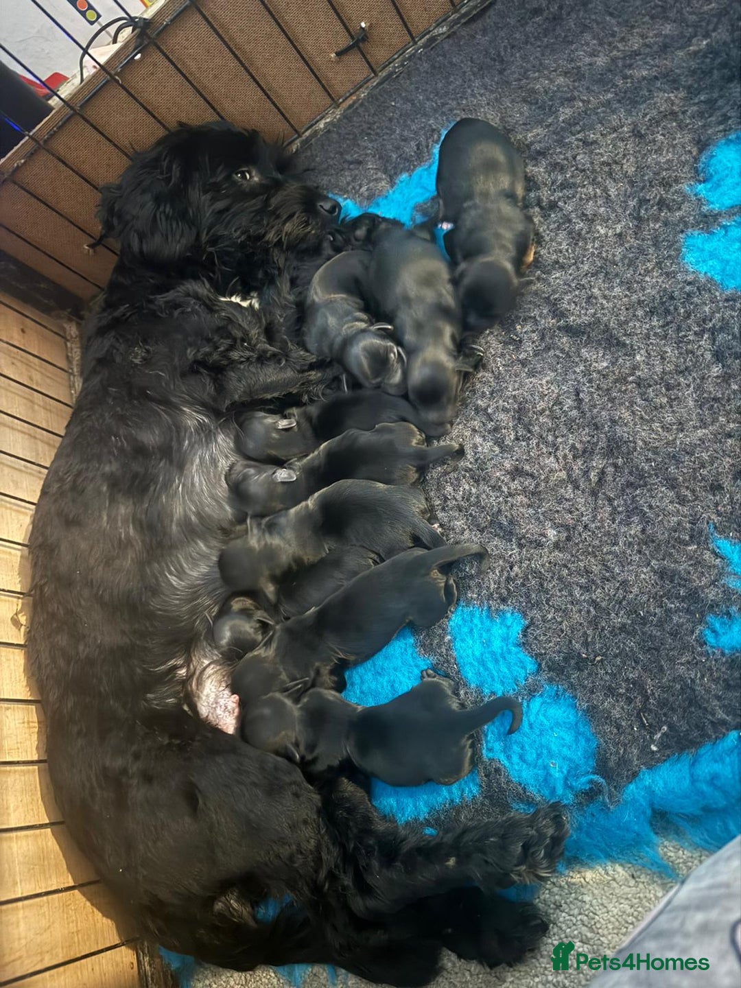 Yorkiepoo dogs for sale: Yorkiepoo puppies - Advert 1