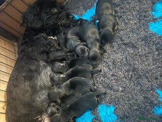 Yorkiepoo dogs for sale: Yorkiepoo puppies - Advert 1