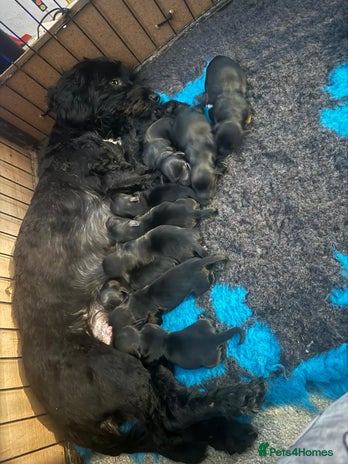 Yorkiepoo dogs Yorkiepoo puppies - Advert 1