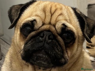 Pug dogs Franky boy - Advert 14