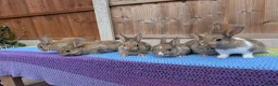 Mixed Breed rabbits for sale: Netherland Dwarf x Mini Rex Babies - Advert 8