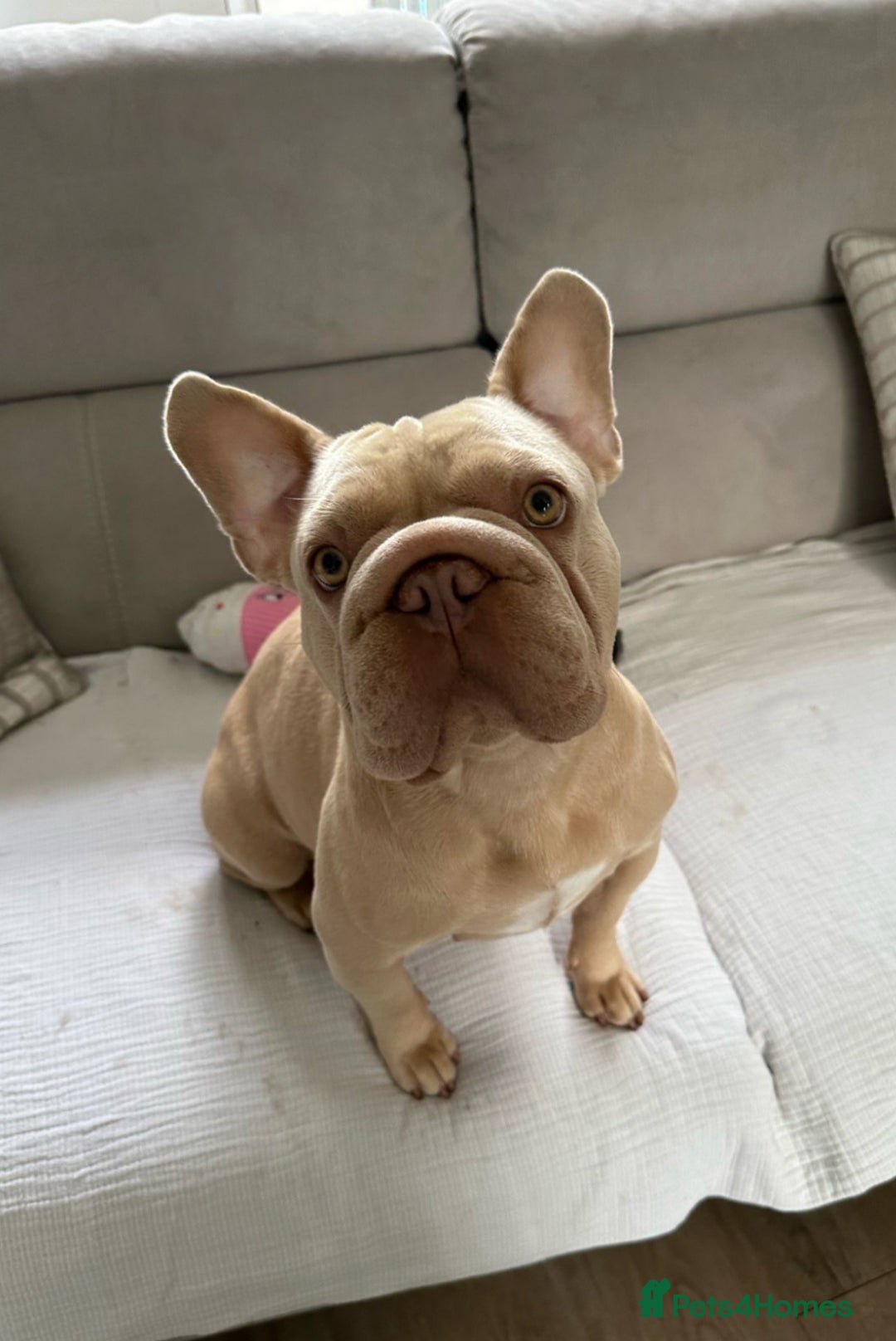French Bulldog dogs for sale: Isabella  **  French bulldog puppy - Advert 7