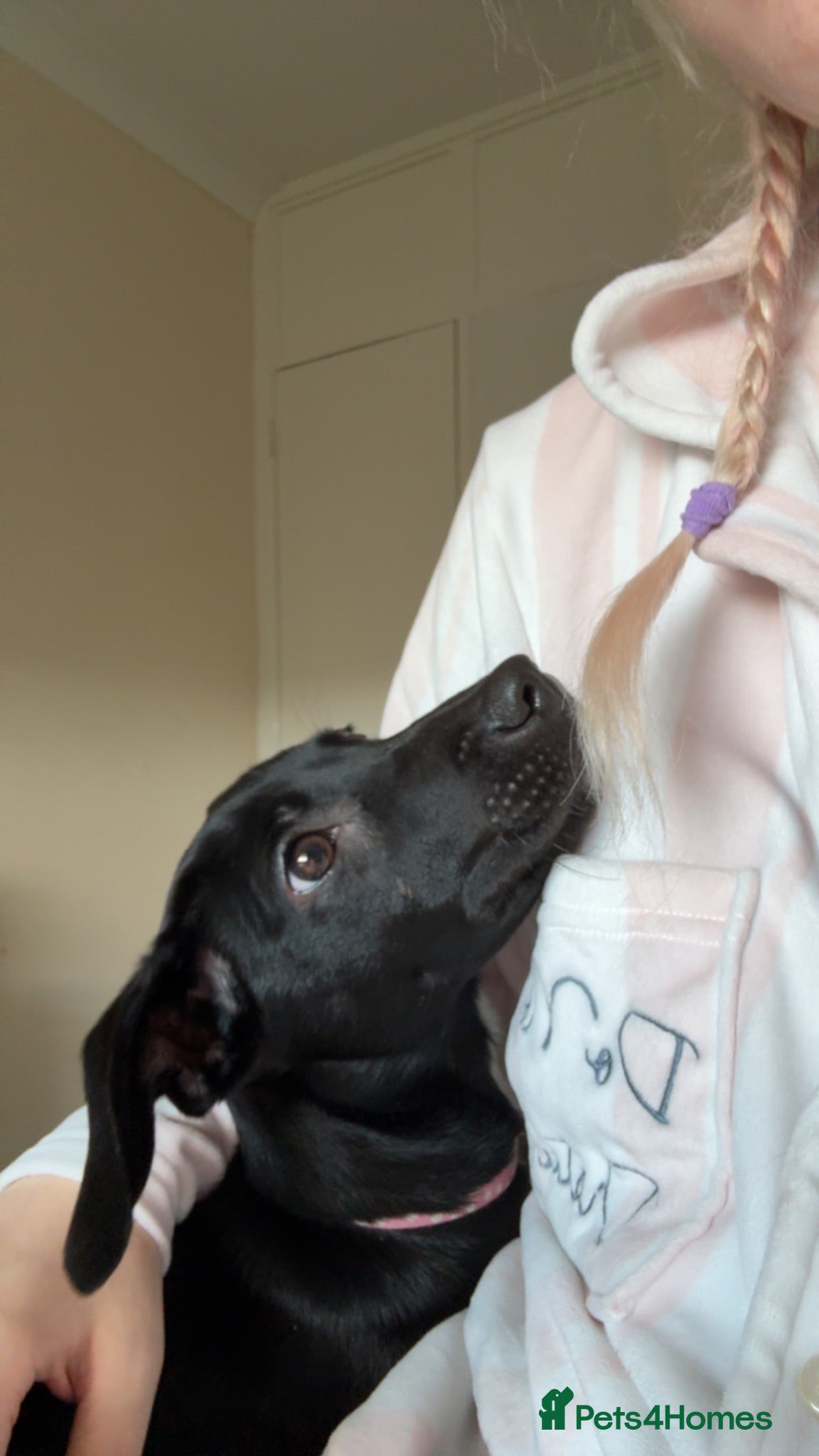 Mixed Breed dogs Borer collie & lurcher - Advert 10