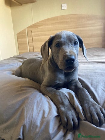 Great Dane dogs - Advert 1