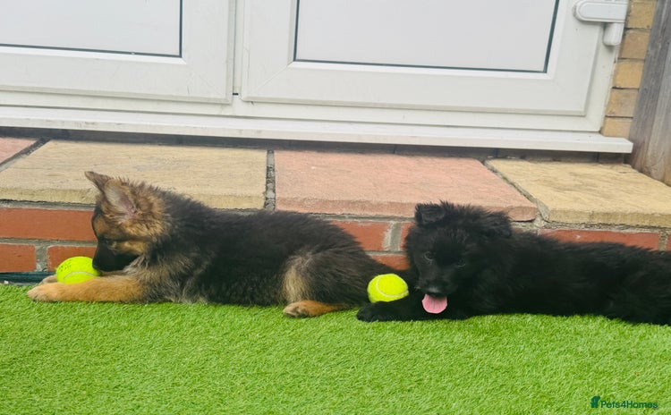 Mixed Breed dogs - Advert 4