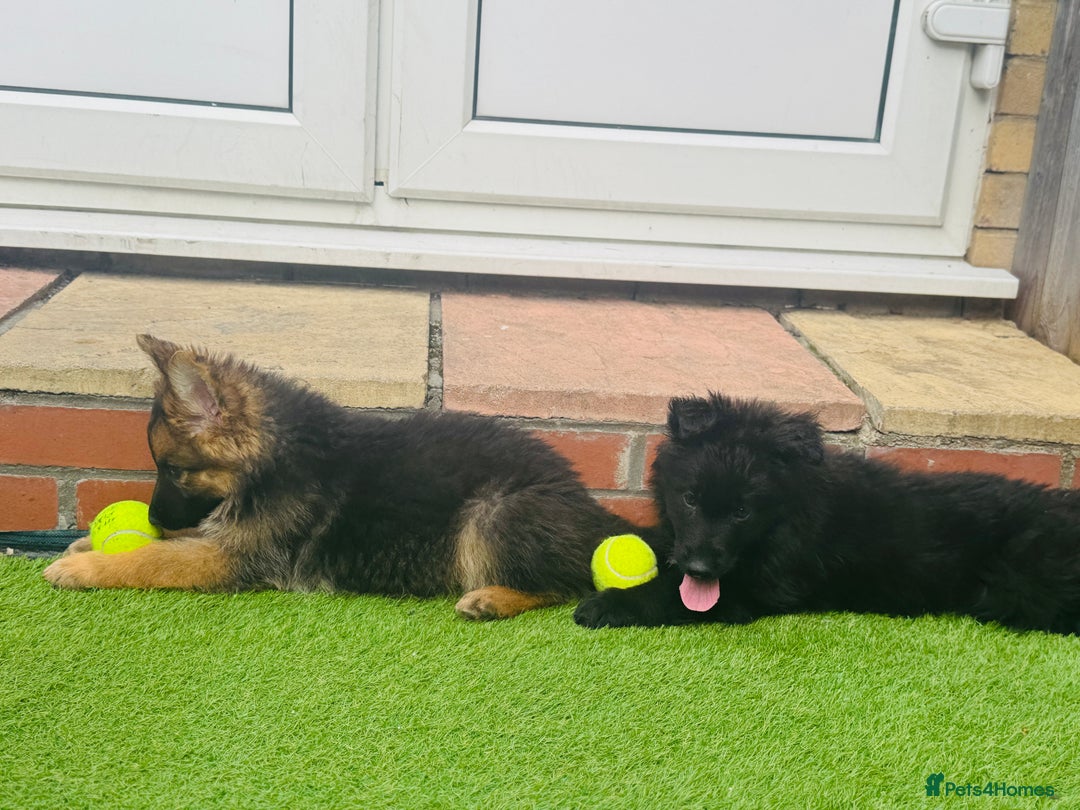 Mixed Breed dogs for sale: G.Sehepherd&white swiss Shepherd long coat puppies - Image 1