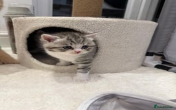 British Shorthair cats for sale: Stunning Scottish Straights - Image 12