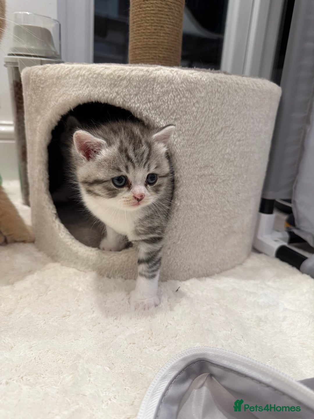 British Shorthair cats for sale: Stunning Scottish Straights - Image 12