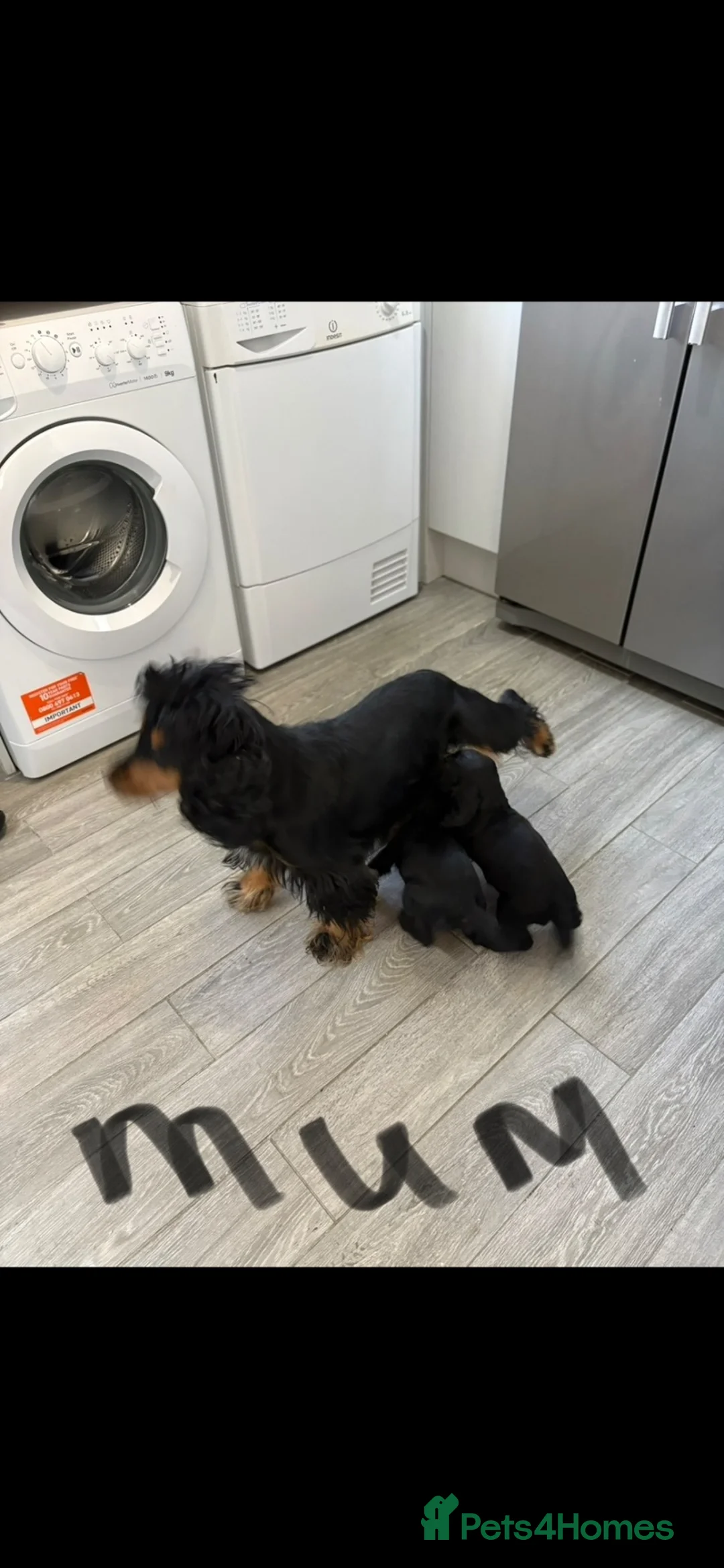 Cocker Spaniel dogs for sale: Cocker spaniel puppies - Advert 13