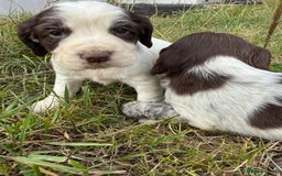 Cocker Spaniel dogs for sale: Extensively Health Tested KC Registered  - Image 13