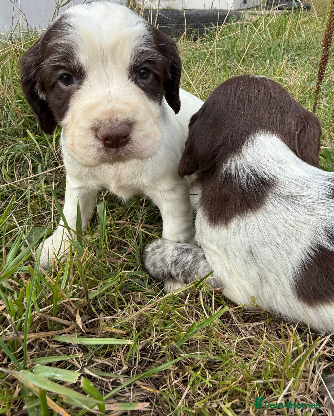 Cocker Spaniel dogs for sale: Extensively Health Tested KC Registered  - Image 13