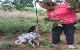 English Setter dogs for adoption: Olaf  - Image 2
