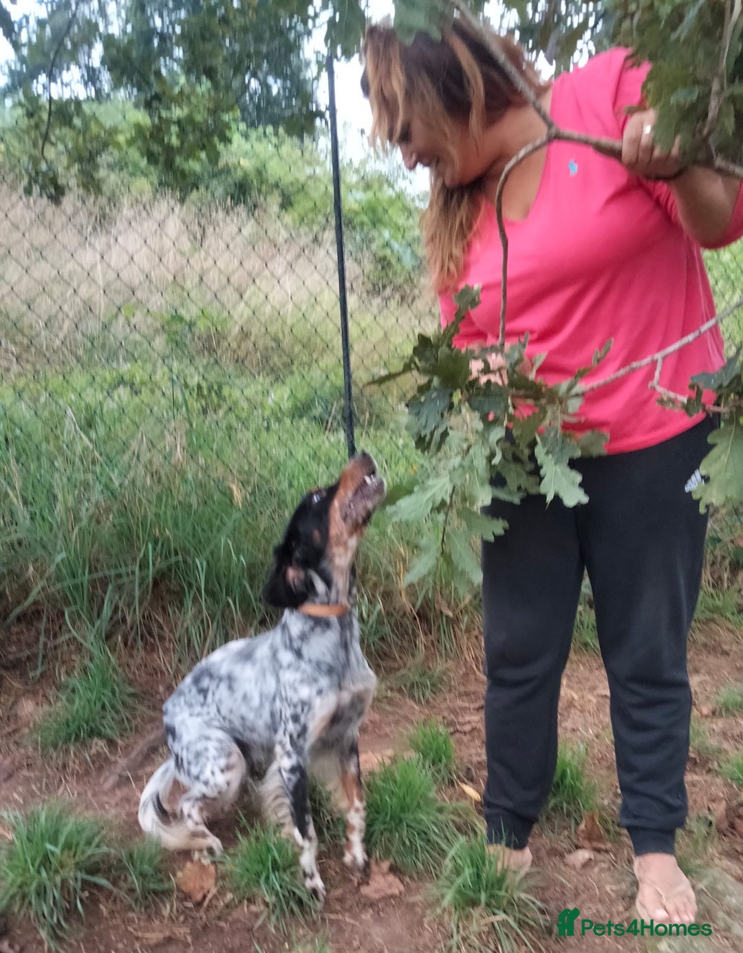 English Setter dogs for adoption: Olaf  - Image 2