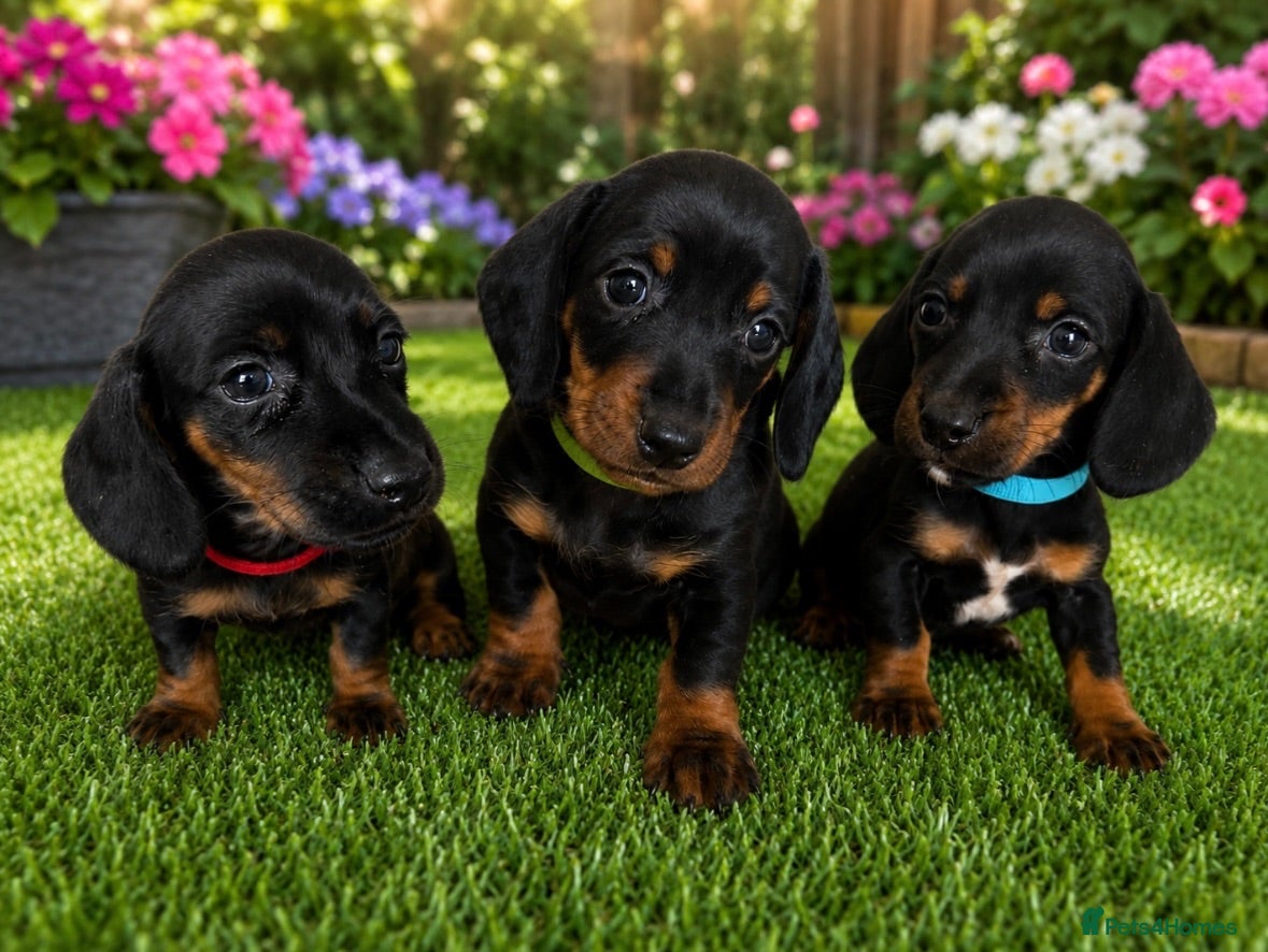 Dachshund dogs 3 Beautiful Dachshund Puppies Left - Advert 15