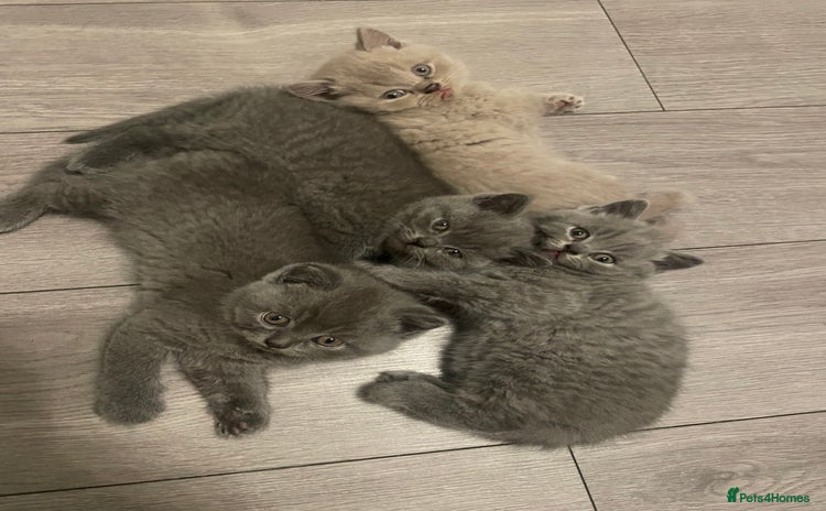 British Shorthair cats - Advert 1