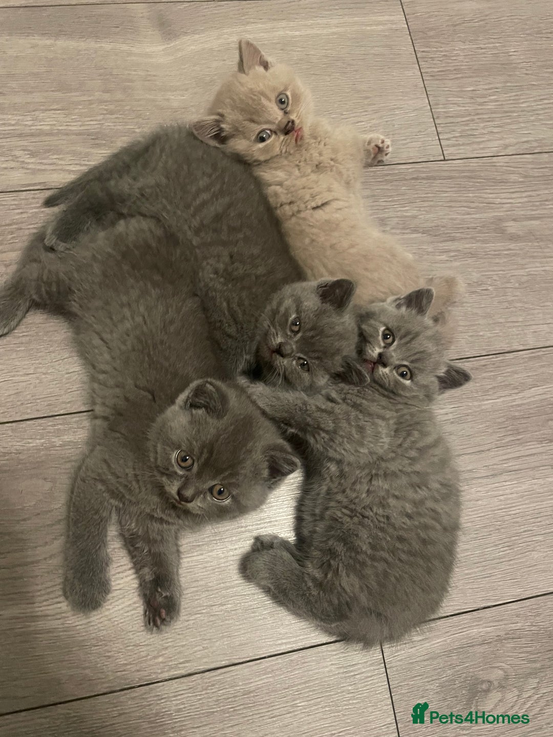British Shorthair cats for sale: Wonderful, fluffy British Shorthair kittens - Image 1