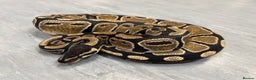 Python Snake reptiles for sale: Royal pythons  - Advert 13