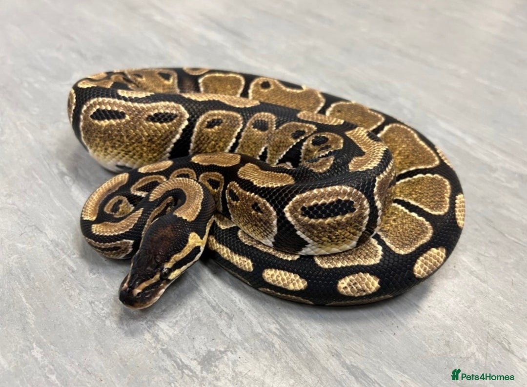 Python Snake reptiles for sale: Royal pythons  - Advert 13