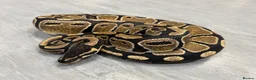 Python Snake reptiles for sale: Royal pythons  - Advert 13