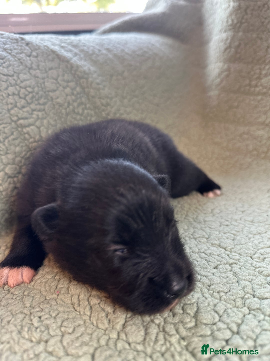 Pomsky dogs for sale: Pomsky Puppies  - Image 4
