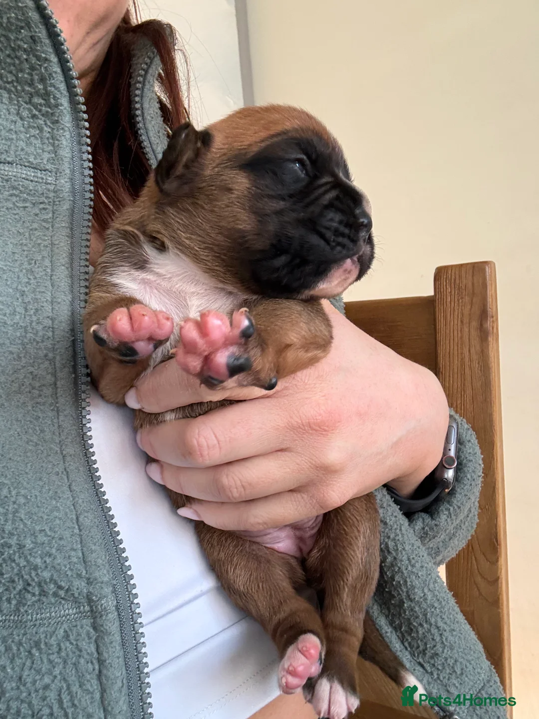 Boxer dogs for sale: 4 Boxer Puppies - Advert 2