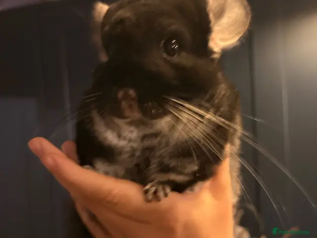 Chinchilla rodents for sale: Gorgeous Ebony female chinchilla- needs good home - Advert 2