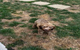Cockapoo dogs for sale: Berdoodle 11 weeksold FULLY VACCINATED  - Image 18