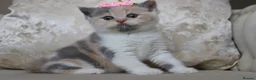 British Shorthair cats for sale: 😻 Unique BSH kittens with pedigree! ✨ - Advert 13
