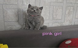 British Shorthair cats for sale: British Shorthair (last girl left) - Image 3