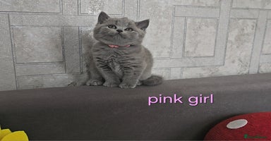British Shorthair cats - Advert 4