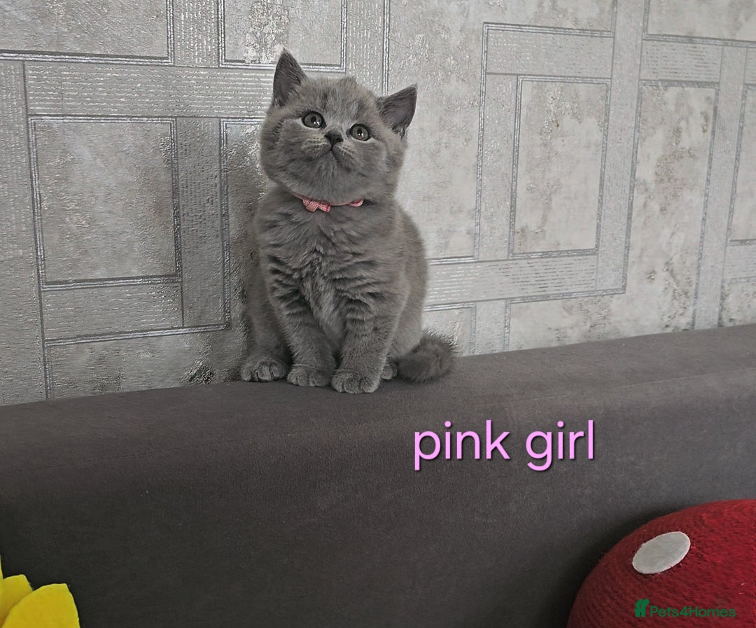 British Shorthair cats for sale: British Shorthair (last girl left) - Image 3