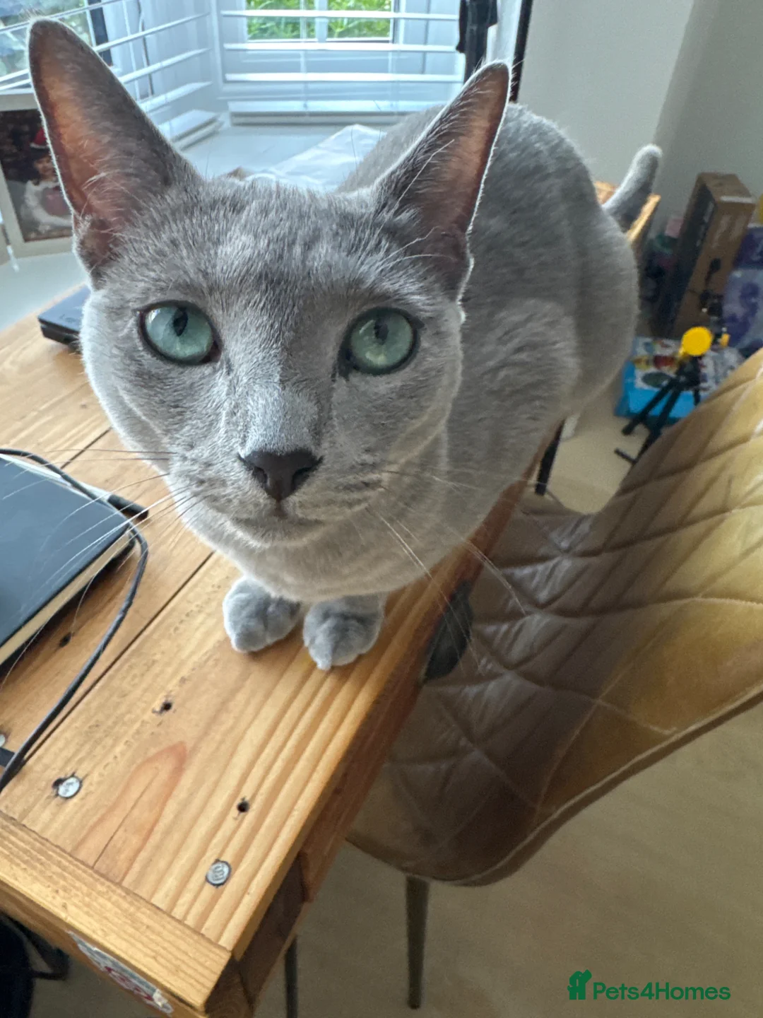 Russian Blue cats for sale: Very Affectionate Russian Blue girl - Advert 2