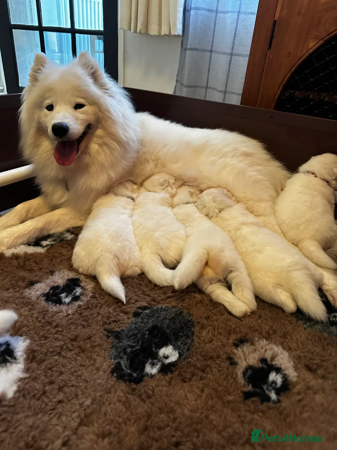 Samoyed dogs for sale: ⭐️Quality Samoyed Puppies⭐️ - Advert 2