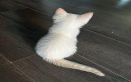 Ragdoll cats for sale: Flame lynx point Ragdoll x kitten Ready to leave - Image 40