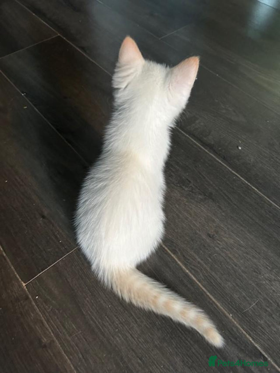 Ragdoll cats for sale: Flame lynx point Ragdoll x kitten Ready to leave - Image 40