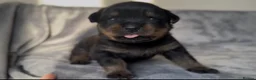 Rottweiler dogs for sale: Two Rottweiler puppies left to reserve!  - Advert 2