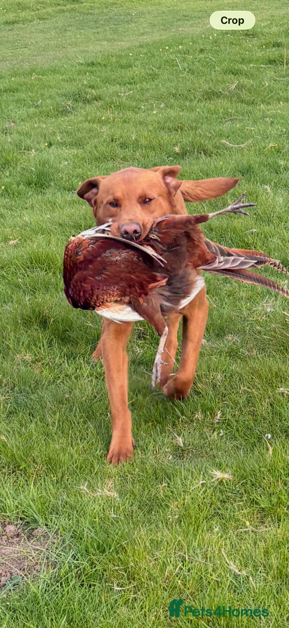 Labrador Retriever dogs Fox red Labrador for stud - Advert 1