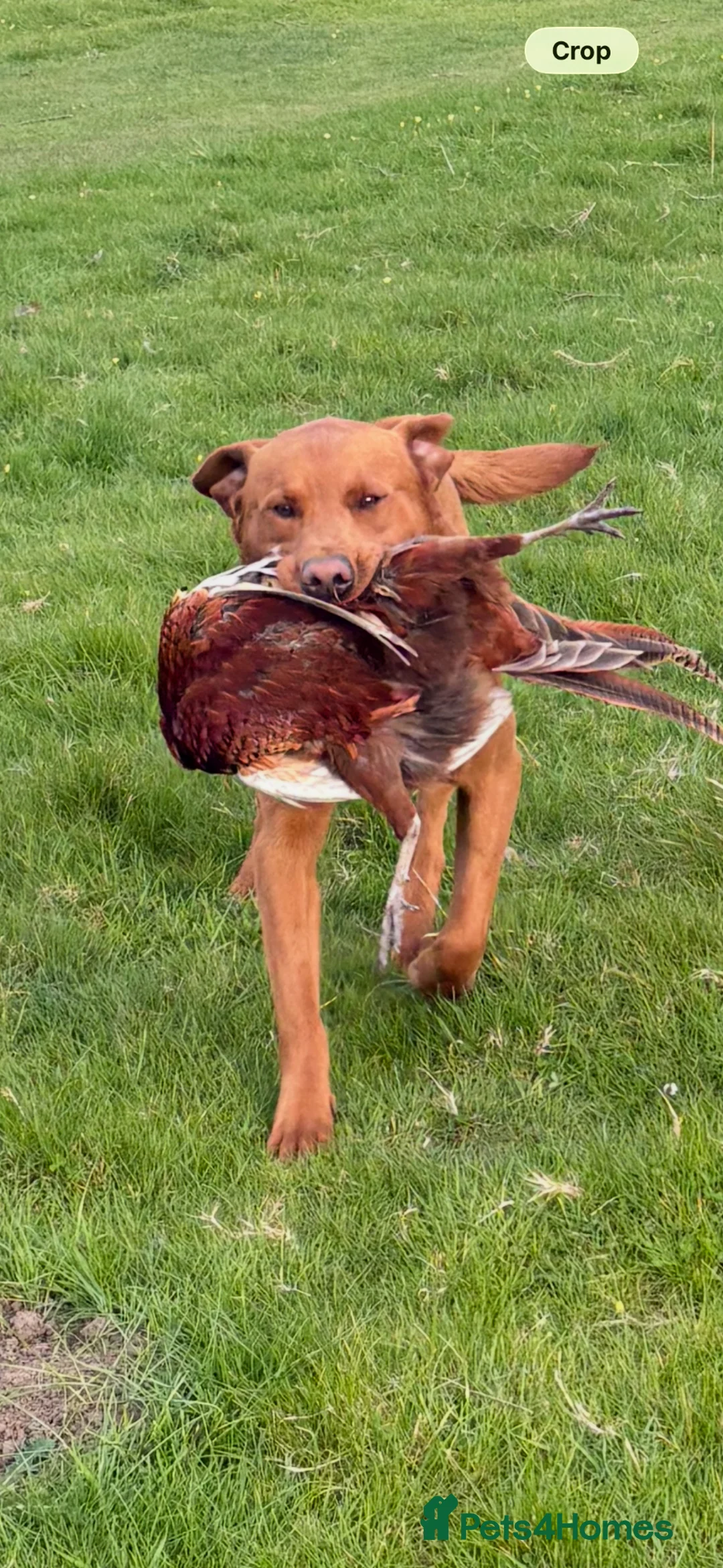 Labrador Retriever dogs for stud: Fox red Labrador for stud - Advert 1