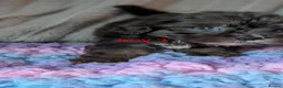 Mixed Breed dogs for sale: Yorkiepoo x cockapoo Merle Puppies Available NOW  in Telford - Advert 9
