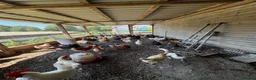 Mixed Breed poultry for sale: Laying hens  - Advert 16