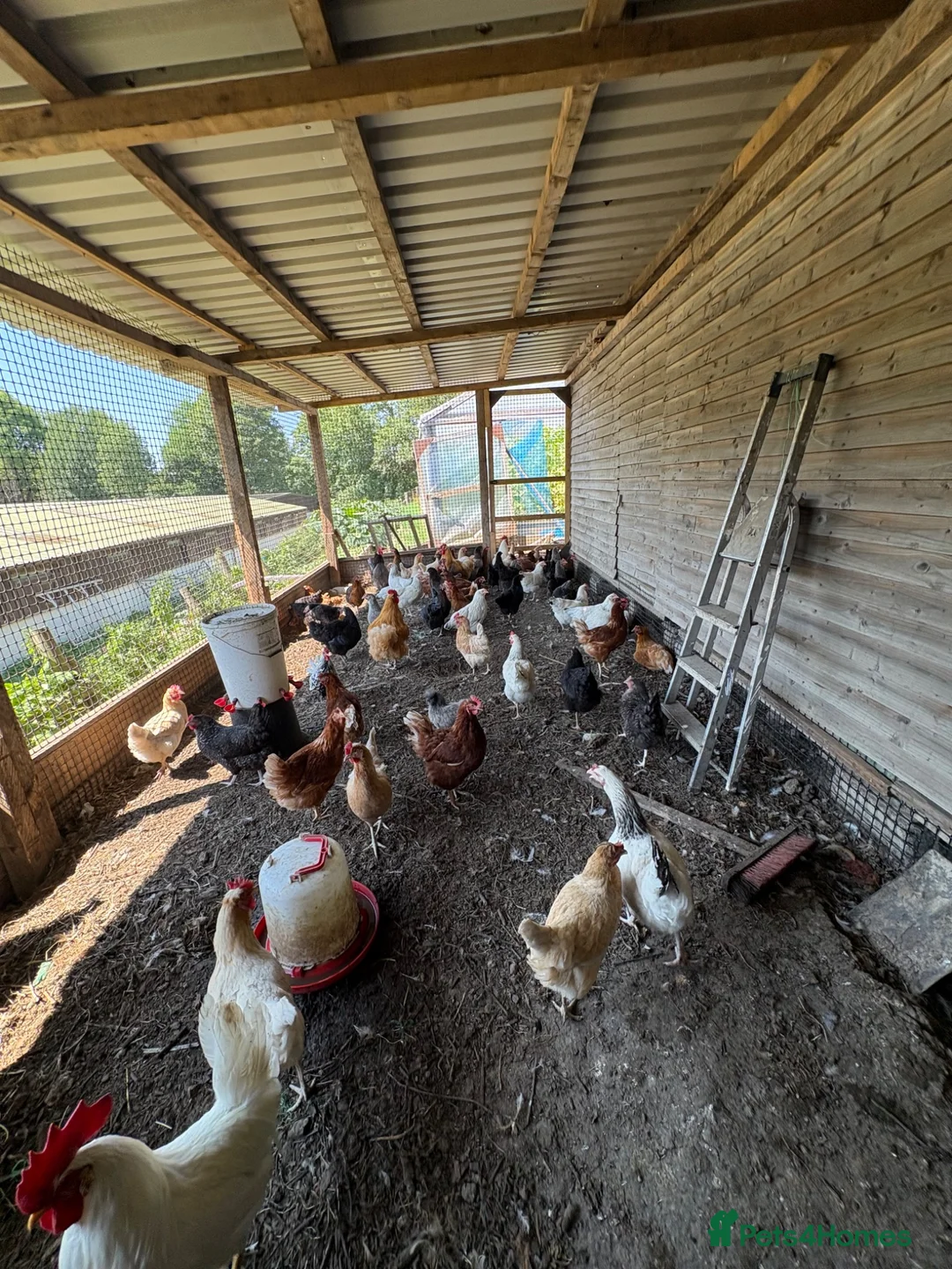 Mixed Breed poultry for sale: Laying hens  - Advert 16