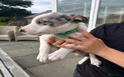 Border Collie dogs for sale: Ready to go! Beautiful Border Collie pup in Haverfordwest - Image 12