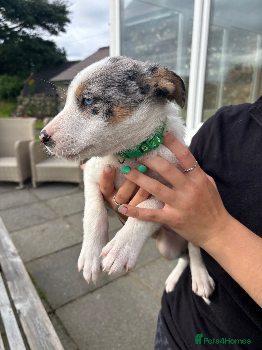 Border Collie dogs for sale: Ready to go! Beautiful Border Collie pup in Haverfordwest - Image 12