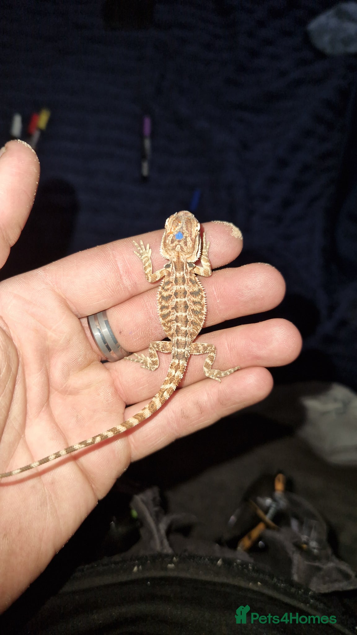 Bearded Dragon reptiles Bearded dragon baby's for sale  - Advert 19