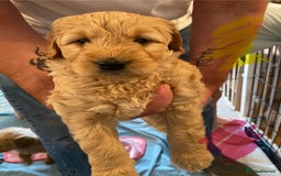 Goldendoodle dogs for sale: Golden doodle puppies ready 12th September  - Image 38