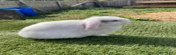 Mini Lop rabbits for sale: Mini lop - Advert 4